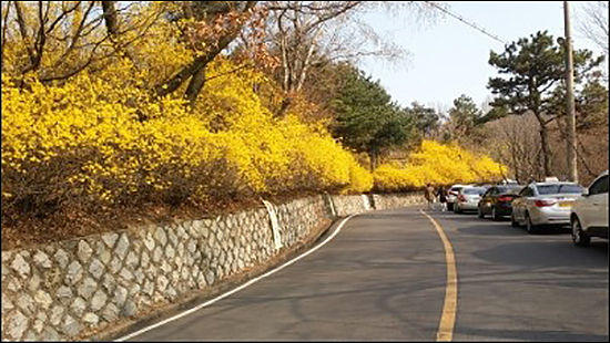 망우리 묘역으로 가는 길 화사한 봄꽃이 피었다.