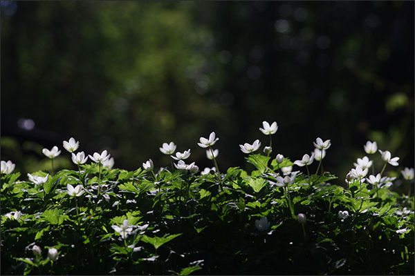  남방바람꽃(이성권)