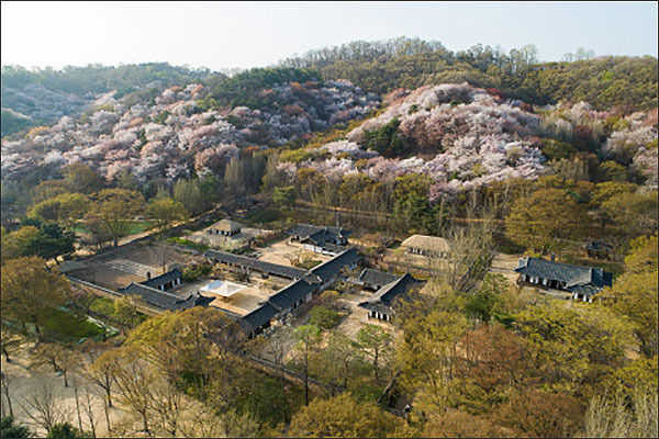 봄꽃이 활짝 핀 한국민속촌 전경