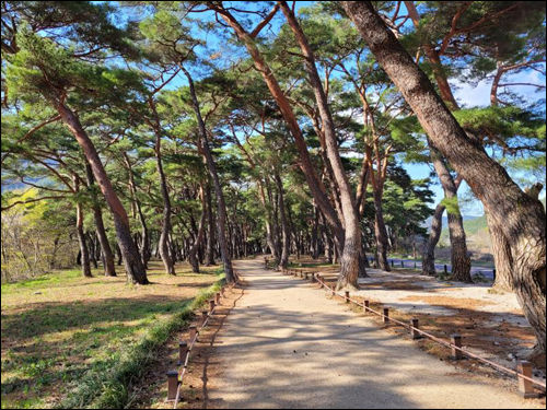 운문산 솔바람길(함께 사진을 찍을 곳)
