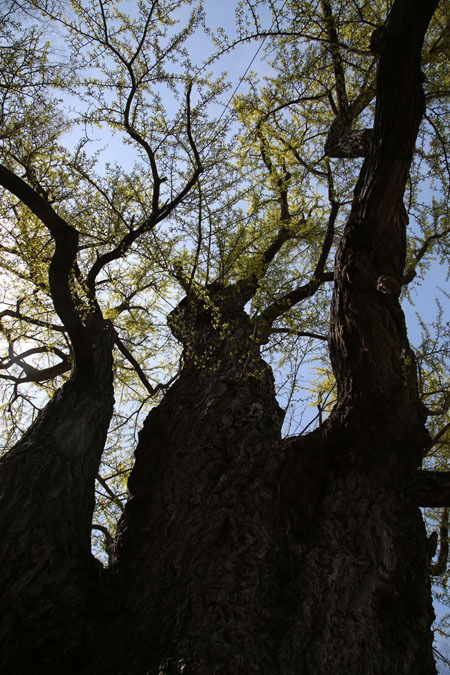 900년이 넘는 흥주사 은행나무에도 새순이 돋아나고 있다.