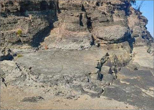 사천 선전리 백악기 나뭇가지 피복체 산지 1