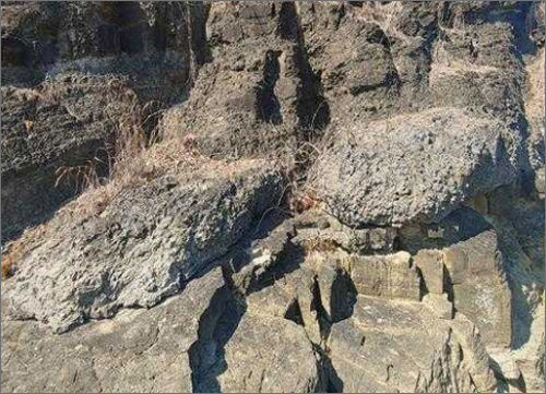 사천 선전리 백악기 나뭇가지 피복체 산지 2