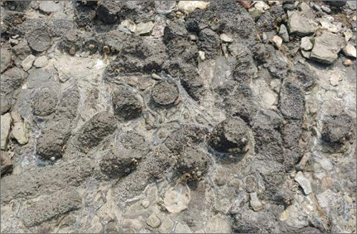 사천 선전리 백악기 나뭇가지 피복체 산지 4