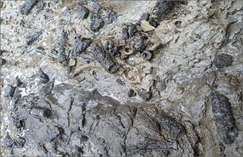 사천 선전리 백악기 나뭇가지 피복체 산지 5