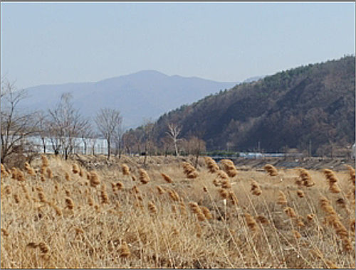 평창강가의 갈대