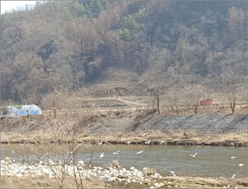 평창강의 백로