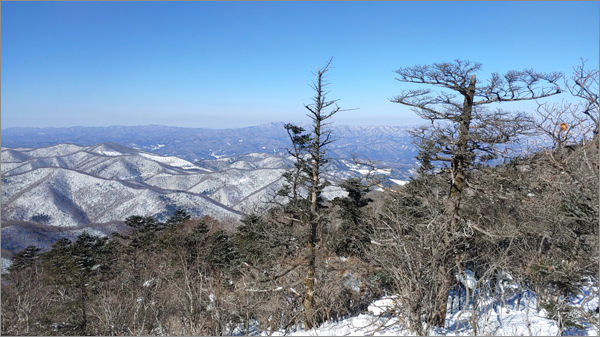 설원의 경관이 아름다운 주목 군락지 강원도 평창군 대관령 <발왕산 생태 숲>
