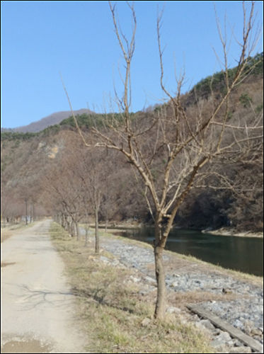 천제당 벚나무길