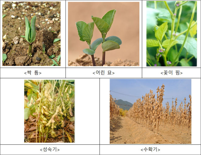 콩의 자람