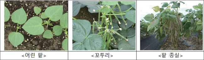 팥의 자람