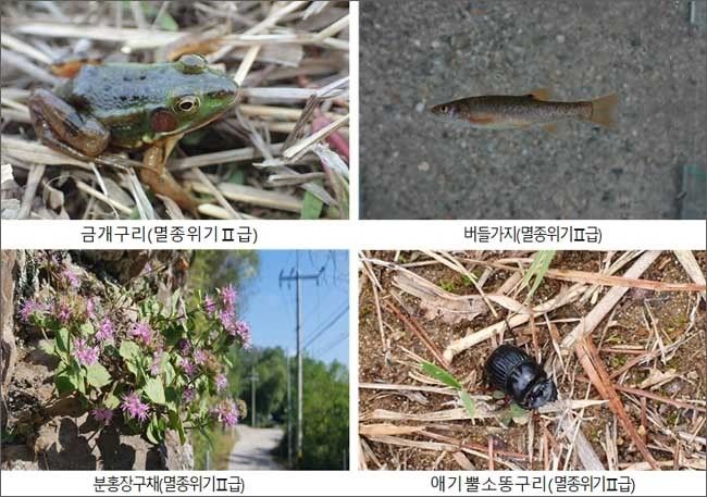 민통선 이북지역 생태계 조사에서 확인된 멸종위기종 사진