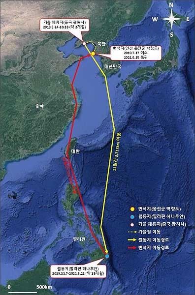 노랑부리백로 이동 경로 지도