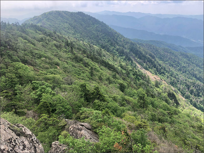 지리산 제석봉 구상나무