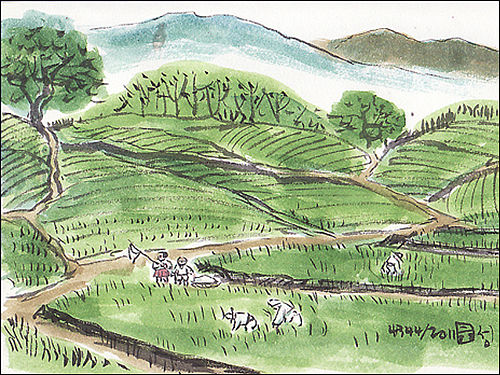 소서(小暑), 김매기와 피사리로 허리가 휘는 농부들(그림 이무성 작가)