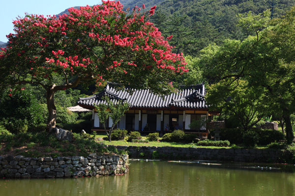 운림산방 사랑채의 배롱나무(최우성 기자)