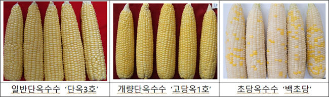단옥수수 종류(품종)