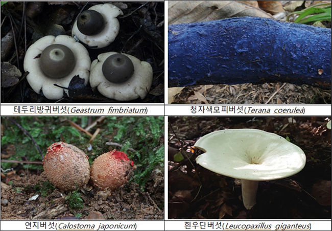 가야산국립공원에 서식하는 다양한 버섯