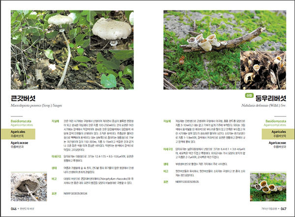《한반도의 버섯: 가야산국립공원》 도감 내지