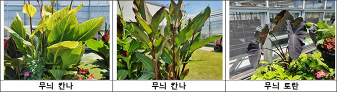 열대풍 가로화단의 디자인 요소 및 대표적인 직립형 중심 꽃