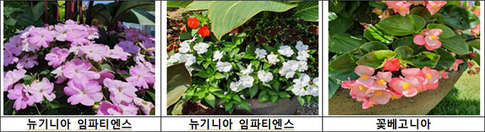 열대풍 가로화단의 디자인 요소 및 대표적인 모양 꽃