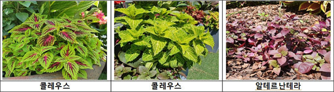 열대풍 가로화단의 디자인 요소 및 대표적인 무늬잎 꽃