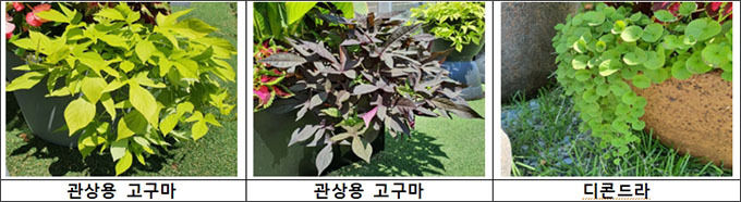 열대풍 가로화단의 디자인 요소 및 대표적인 덩굴 꽃