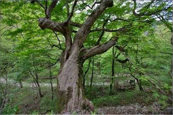 천연기념물「정읍 내장산 단풍나무」