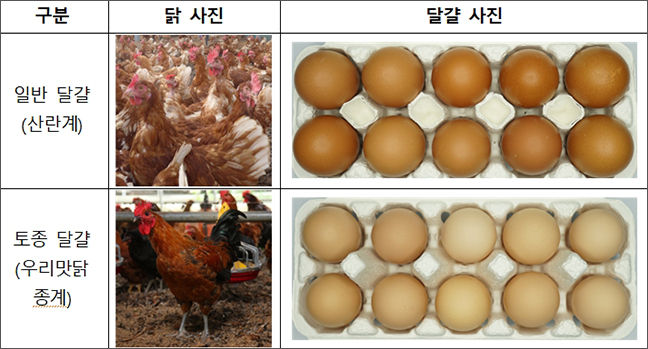 일반 달걀 및 토종 달걀 사진