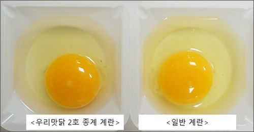 토종 달걀과 일반 달걀의 노른자 색 비교 사진