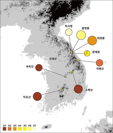등대시호 유전자형(haplotype) 지도(엽록체DNA 분석)