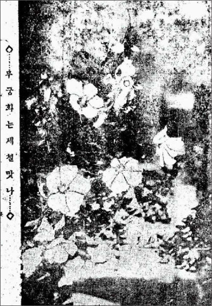 "무궁화는 제철 만나" 화보 제목이 의미심장하다. 동아일보.1928.8.12 