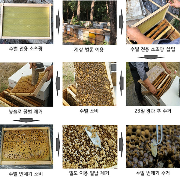 수벌 번데기 생산