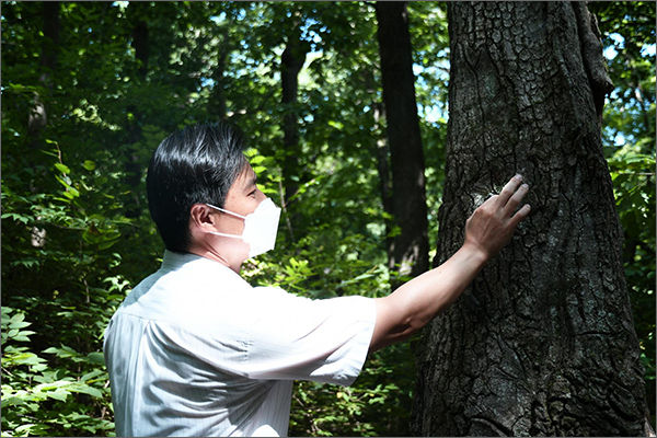 장수하늘소 방사 장면