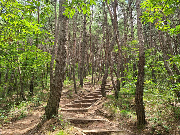 월아산 등산로 소나무 숲