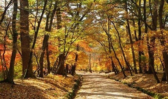 남양주 장릉 가을숲