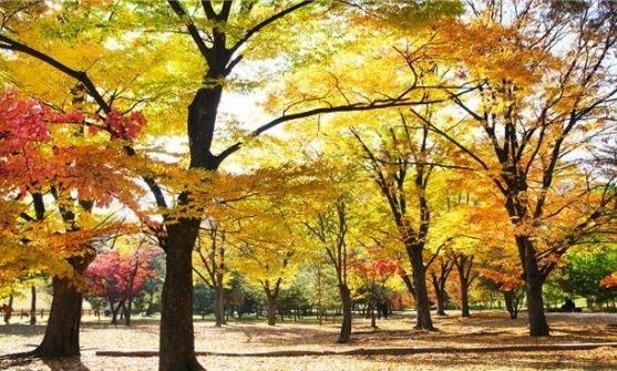 서울 의릉 느티나무숲
