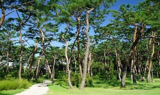 남양주 사릉 소나무숲