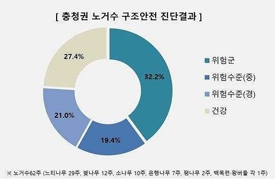 충청권 노거수 구조 안전 진단 결과