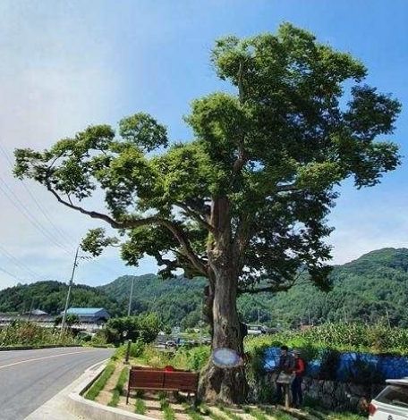 금산군 금산읍 느티나무 단층촬영 결과