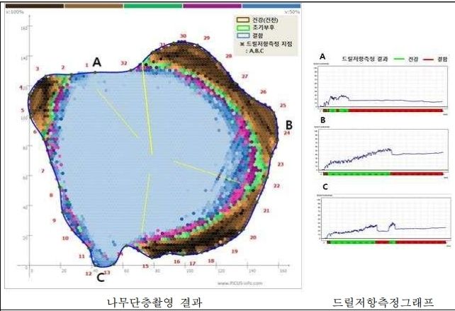 금산군 남일면 느티나무 단층촬영 결과 및 드릴저항측정 그래프