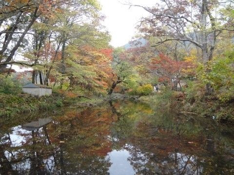 선운사 앞 단풍