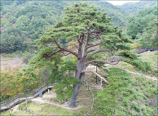 지리산 천년송(할머니 나무)