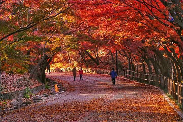 단풍터널, 강석우