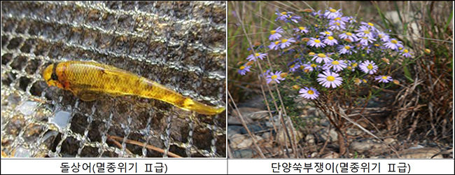 충주 비내섬 경관 및 생물상