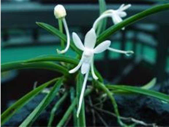 멸종위기 야생생물 Ⅰ급: Neofinetia falcata (Thunb.) Hu (풍란)