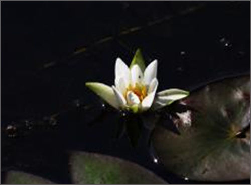 멸종위기 야생생물 Ⅱ급: Nymphaea tetragona var. minima (Nakai) W. T. Lee (각시수련)