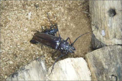 멸종위기 야생생물 Ⅰ급:Callipogon relictus Semenov, 1899 (장수하늘소)