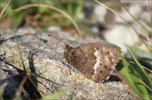 멸종위기 야생생물 Ⅰ급:, Hipparchia autonoe (Esper, 1783) (산굴뚝나비)