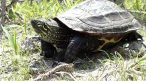 멸종위기 야생생물 Ⅱ급:, Mauremys reevesii (Gray, 1831) (남생이)